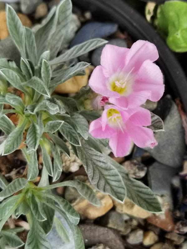 Convolvulus boissieri ssp suendermannii